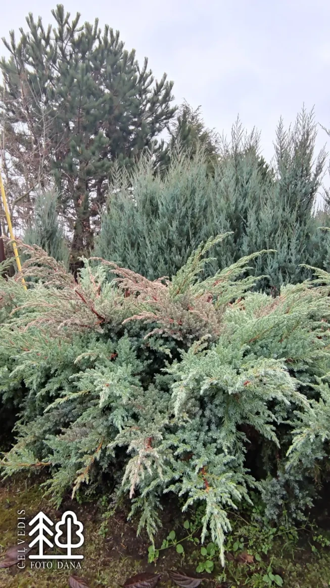 Juniperus squamata   'Blue Swede'